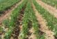 روشهای اجرایی کشاورزی حفاظتی در کشت لوبیا