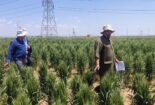 بازدید رئیس بخش تحقیقات غلات موسسه تحقیقات اصلاح و تهیه نهال و بذر از فعالیت های بخش تحقیقات علوم زراعی و باغی مرکز