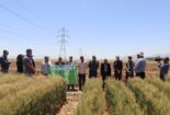 برگزاری روز انتقال یافته های تحقیقاتی گندم و جو در مزرعه پژوهشی مرکز تحقیقات و آموزش کشاورزی و منابع طبیعی استان مرکزی