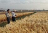 بازدید رئیس بخش تحقیقات غلات موسسه اصلاح و تهیه نهال و بذر از فعالیت های پژوهشی مرتبط با غلات در استان مرکزی