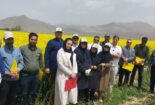 برگزاری روز مزرعه کلزا در روستای ایجان شهرستان خنداب با تاکید بر مصرف بهینه آب