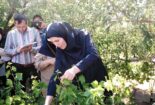 برگزاری کارگاه عملی  دوره هرس، پیوند و سرشاخه‌کاری در روستای مرزیجران اراک
