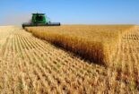 اجرای طرح کشاورزی قراردادی در ۱۰ هزار هکتار از مزارع استان مرکزی