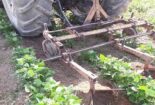 اجرای صحیح وجین مکانیکی در زراعت لوبیا