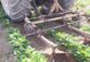 اجرای صحیح وجین مکانیکی در زراعت لوبیا