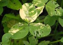 معرفی و مدیریت مهمترین بیماری های یونجه