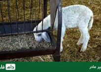 تغذیه خزشی در بره ها