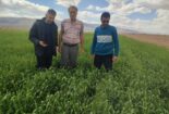 بازدید کارشناس مسئول واحد ثبت و گواهی بذر و نهال استان مرکزی از مزارع بذری گندم شرکت اتحادیه تعاونی روستایی شهرستان ساوه