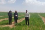 بازدید از مزارع تولید هسته های اولیه بذر گندم و جو در طبقه پرورشی ۲ کاشته شده در ایستگاه تحقیقات کشاورزی اراک