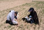 عملیات پایش و ارزیابی جمعیت علف‌های هرز مزرعه گندم دیم در روستای نجف‌آباد آشتیان