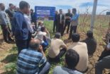برگزاری کارگاه آموزشی هرس اصولی و تغذیه باغات انگور در شهرستان کمیجان
