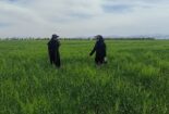 پایش مزارع تولید بذر گندم و جو ایستگاه تحقیقات کشاورزی اراک توسط بخش تحقیقات گیاهپزشکی مرکز