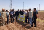 نمایش عملی کشت حفاظتی و کشت روی بسترهای بلند لوبیا در روز مزرعه خمین
