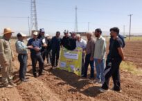 نمایش عملی کشت حفاظتی و کشت روی بسترهای بلند لوبیا در روز مزرعه خمین