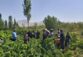 برگزاری روز انتقال یافته‌های مبارزه با آفات و تغذیه باغات انگور در بخش زالیان شازند