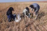 عملیات پایش و ارزیابی جمعیت بیماریها و علف‌های هرز مزرعه گندم دیم در روستای نجف‌آباد آشتیان