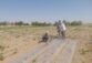 اجرای پروژه امکان‌سنجی فنی کاربرد خاک‌پوش پلاستیکی و آبیاری قطره‌ای زیرسطحی بر عملکرد و بهره‌وری آب لوبیا چیتی